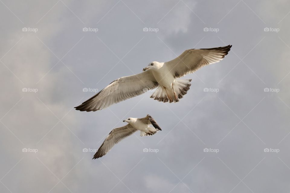 two seagulls are flying in the sky