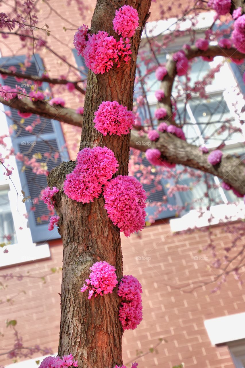 Blossom tree