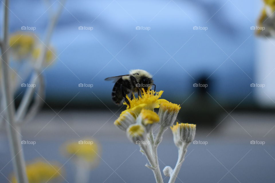 Fuzzy bumblebee getting some pollen from some beautiful, yellow flowers. 