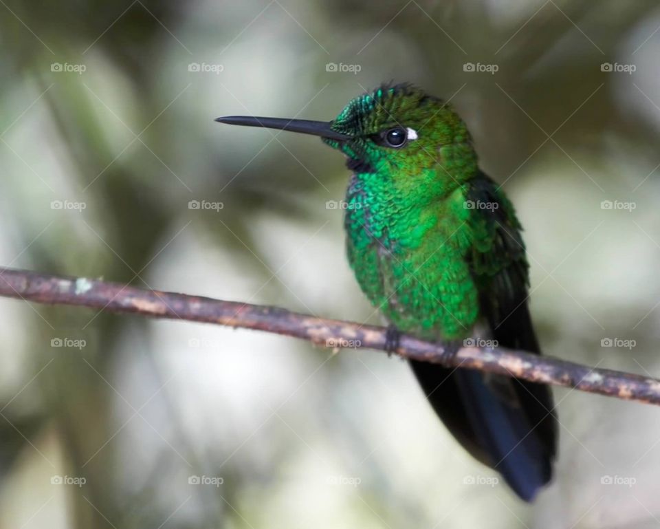 Western Emerald Hummingbird
