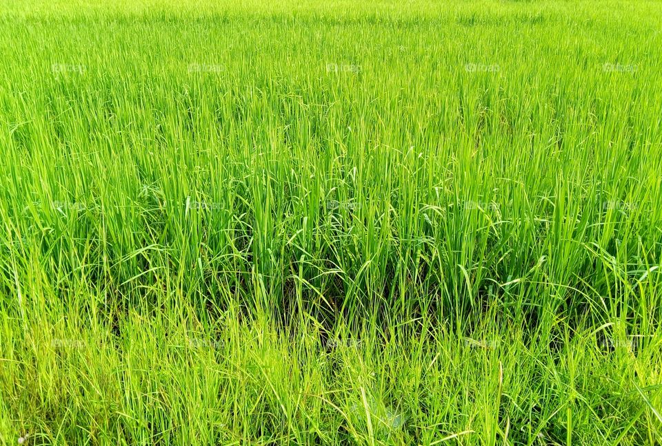 field rice,landscape