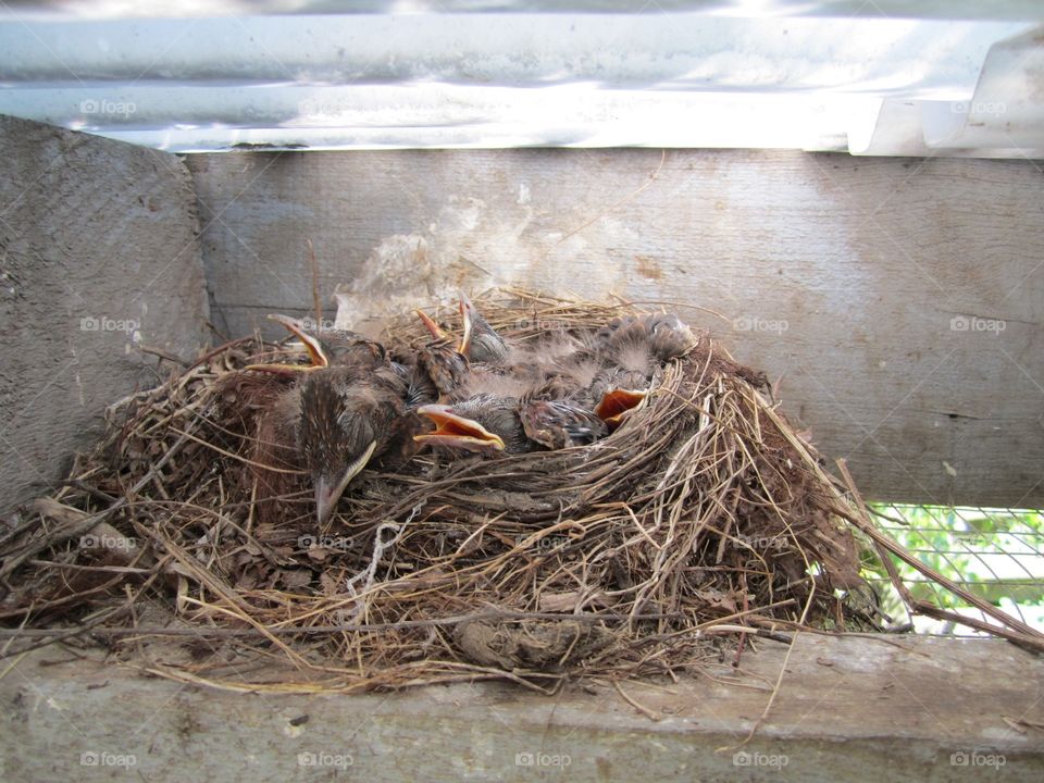 Bird nest 