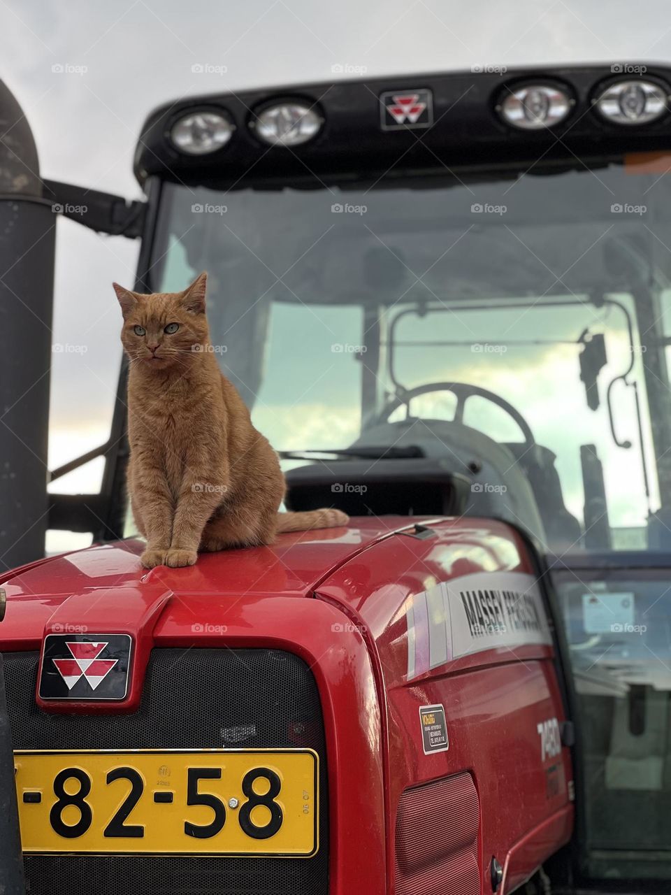 Cat on tractor