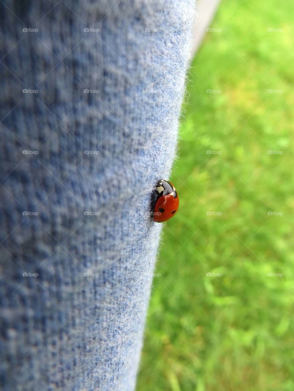 Lady bug 