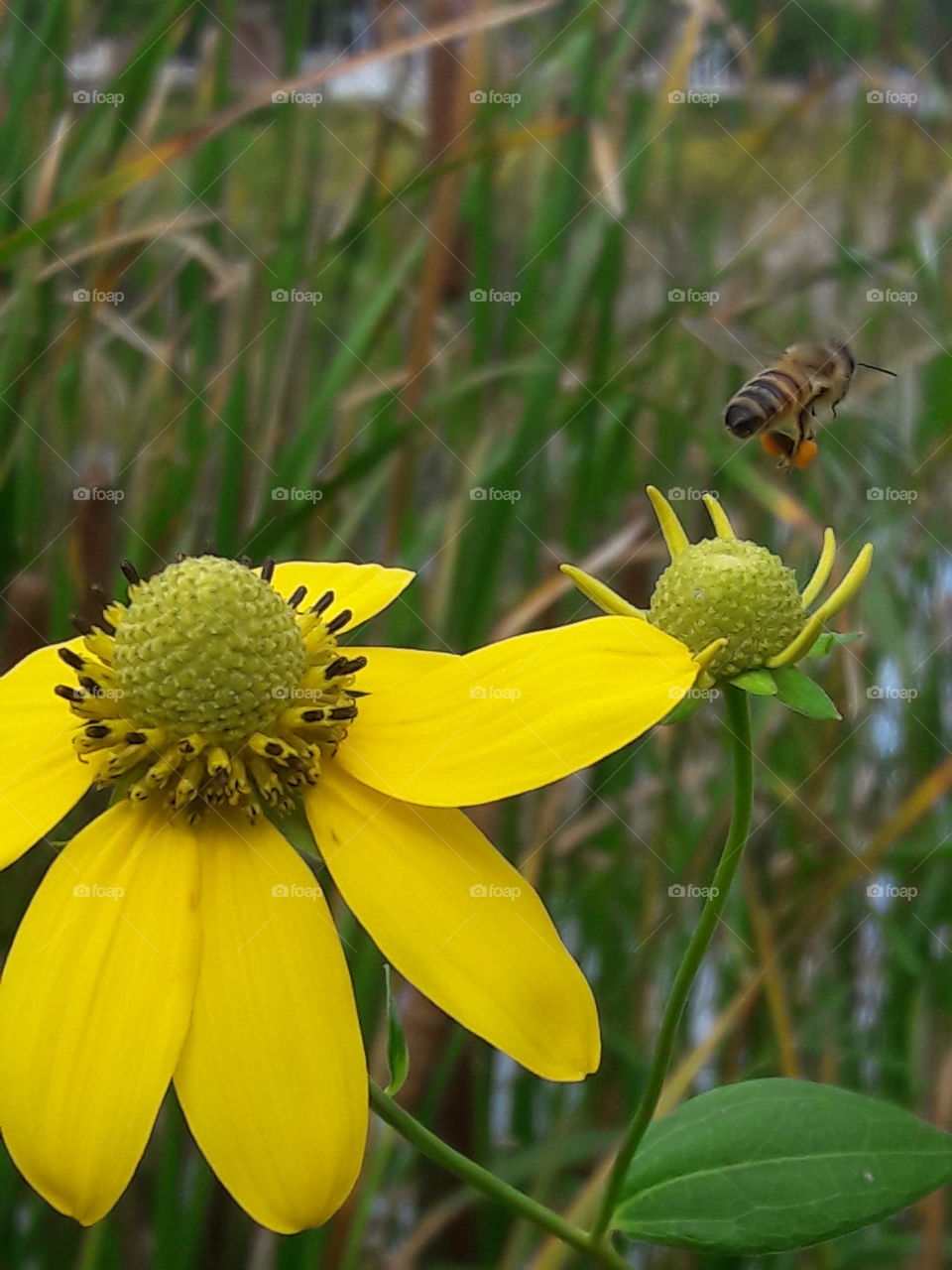 Close-up of bee and flower