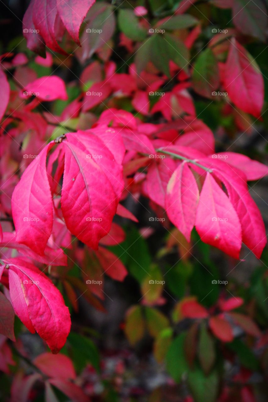 Autumn leaves on fire bush