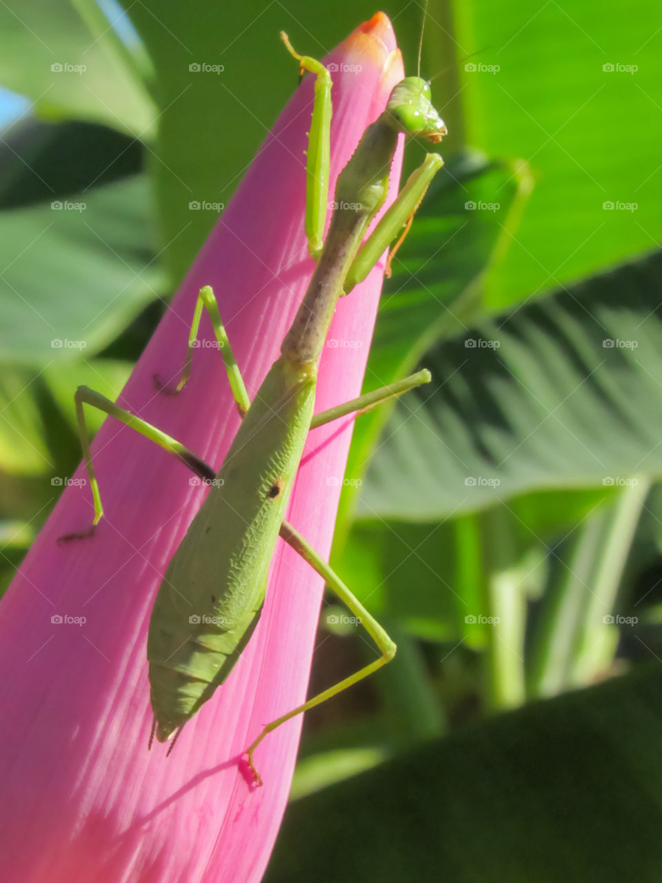 green praying mantis insect on pink banana flower plant outdoors