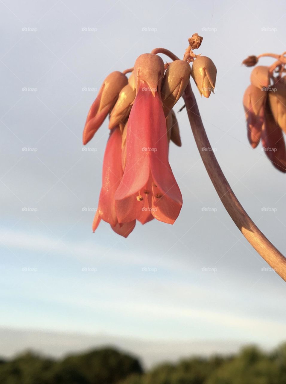 Morning light on succulent flower