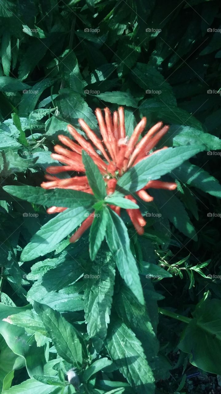 pretty orange flower