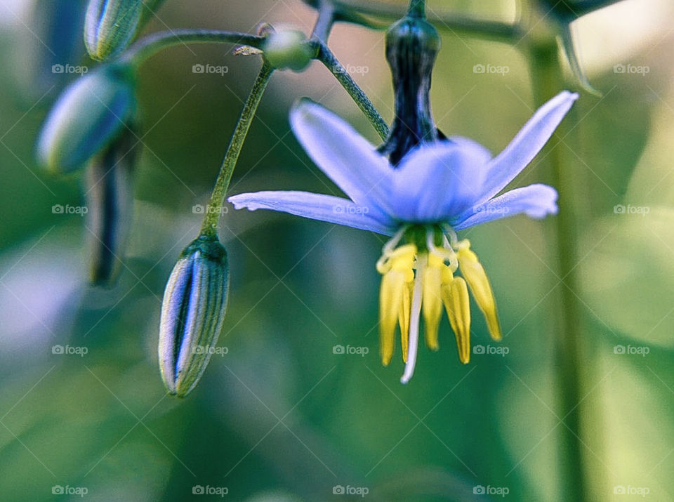 Tiny Blue and yellow flower