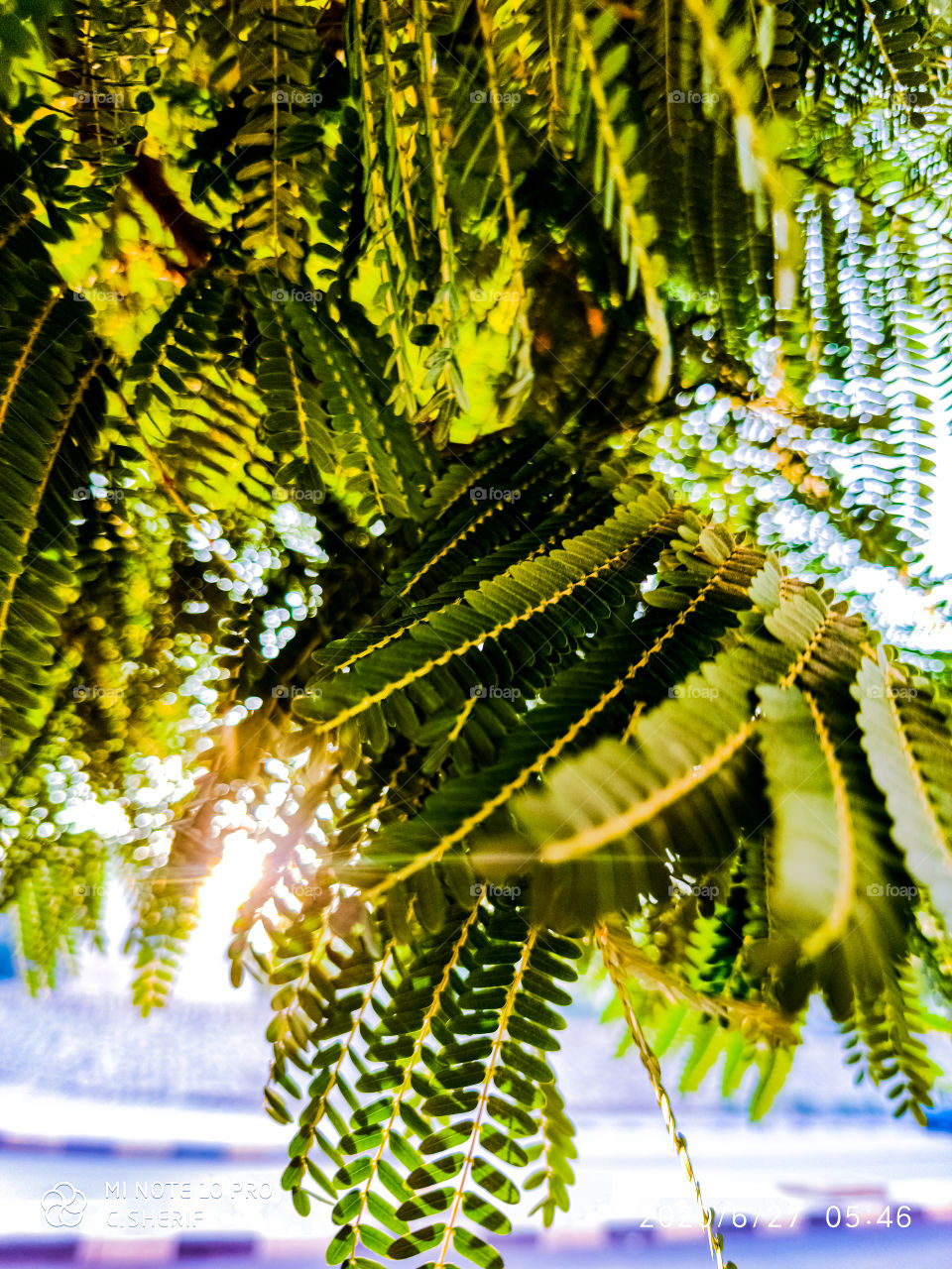 sunlight with trees, City and tree, sky and tree , natural, nature, trees