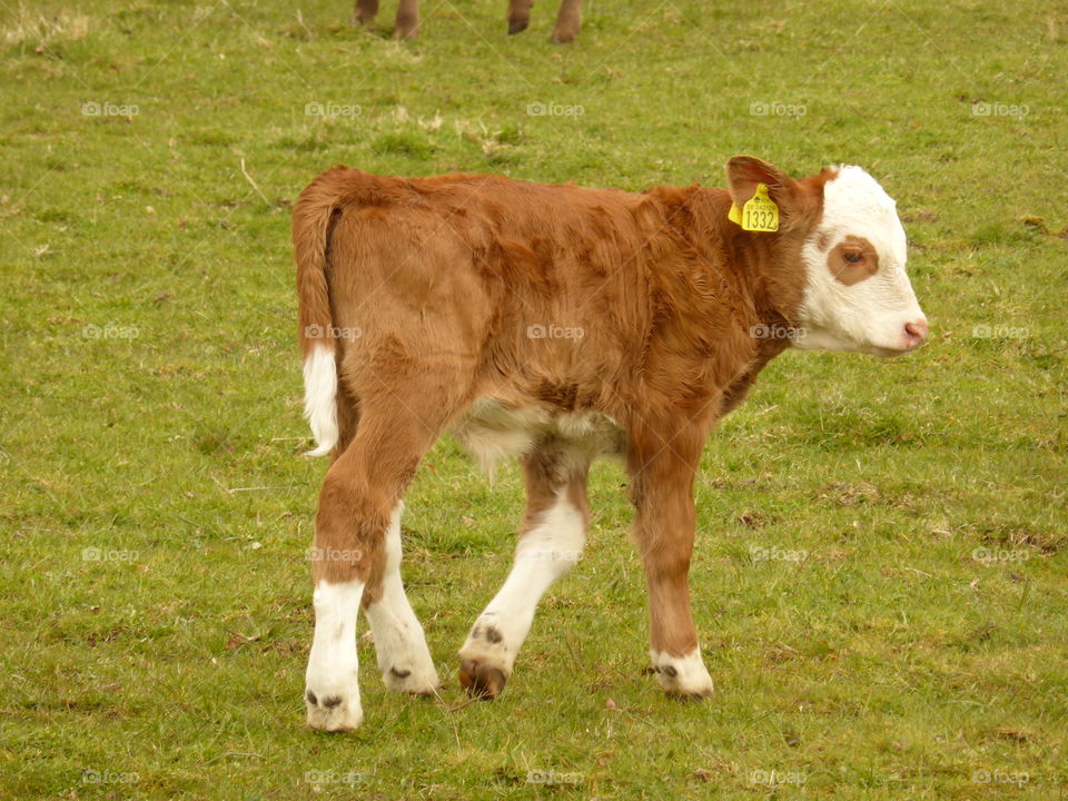 Cute calf 