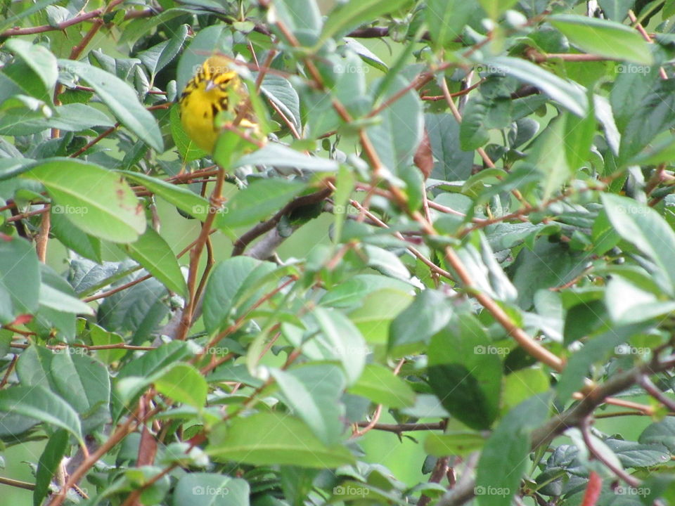 Nature, Leaf, Tree, Fruit, No Person