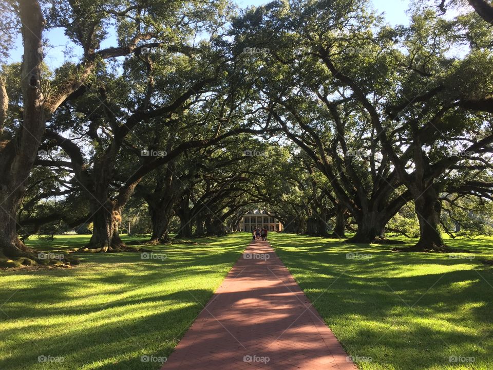 Giant Oaks of Louisiana 