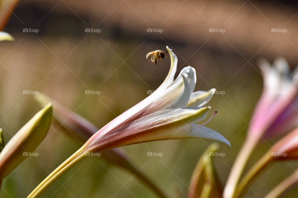 Bumble Bee 🐝 