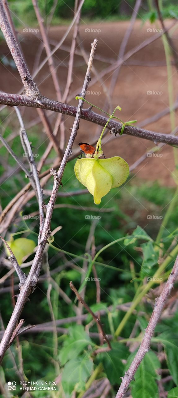 Foap is very beautiful