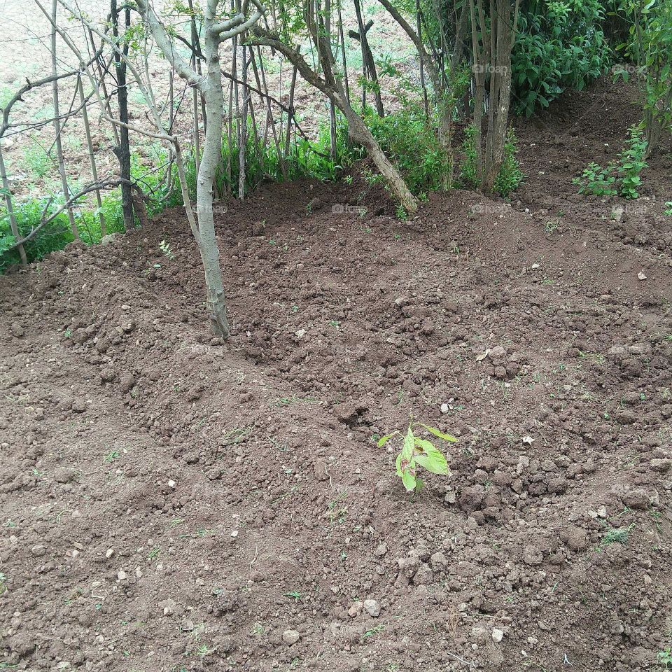 planting a tree.