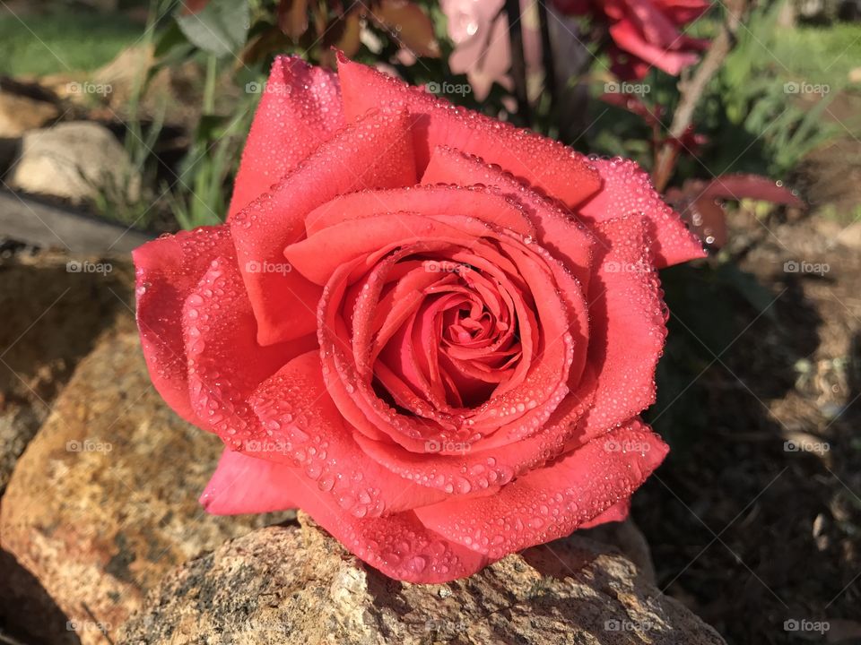 Rose, Flower, No Person, Petal, Romance