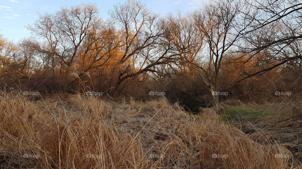 Spring sunset in a park