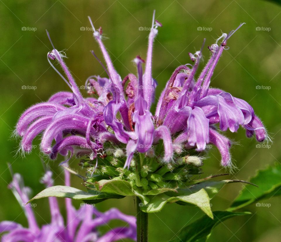 Wild bee balm