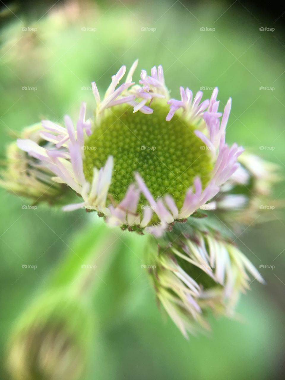 Flower about to open