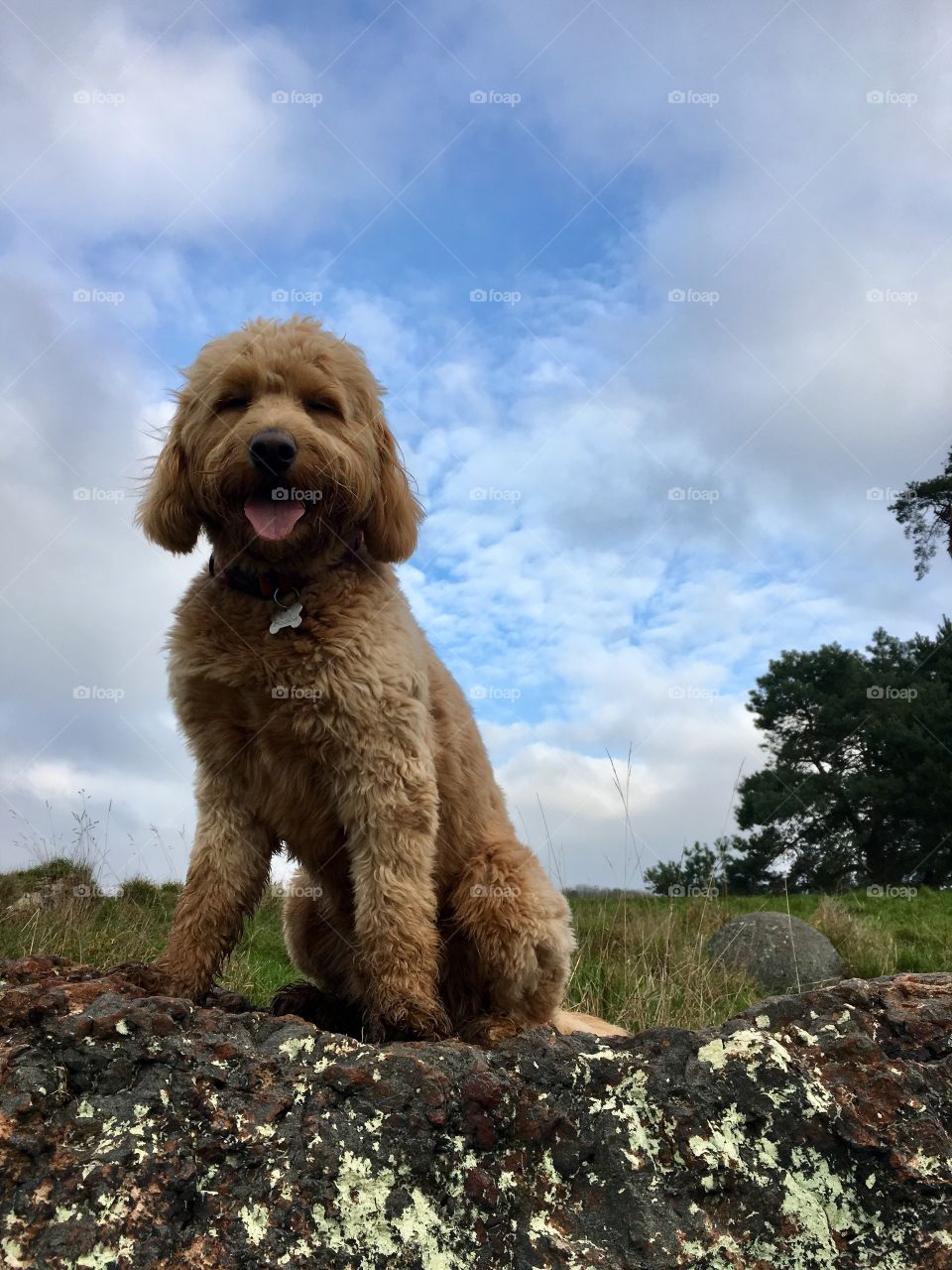 Alfie on a walk