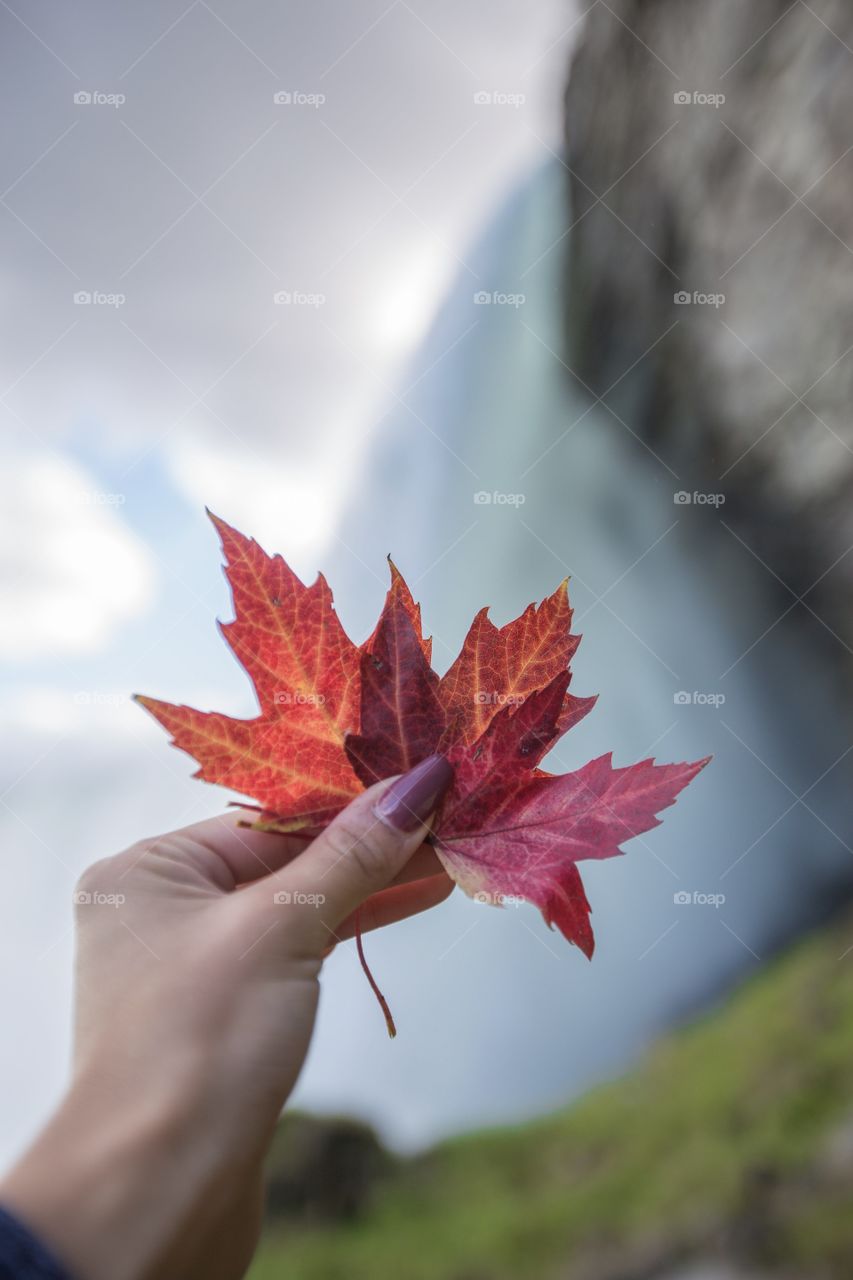 Maple red leaf 