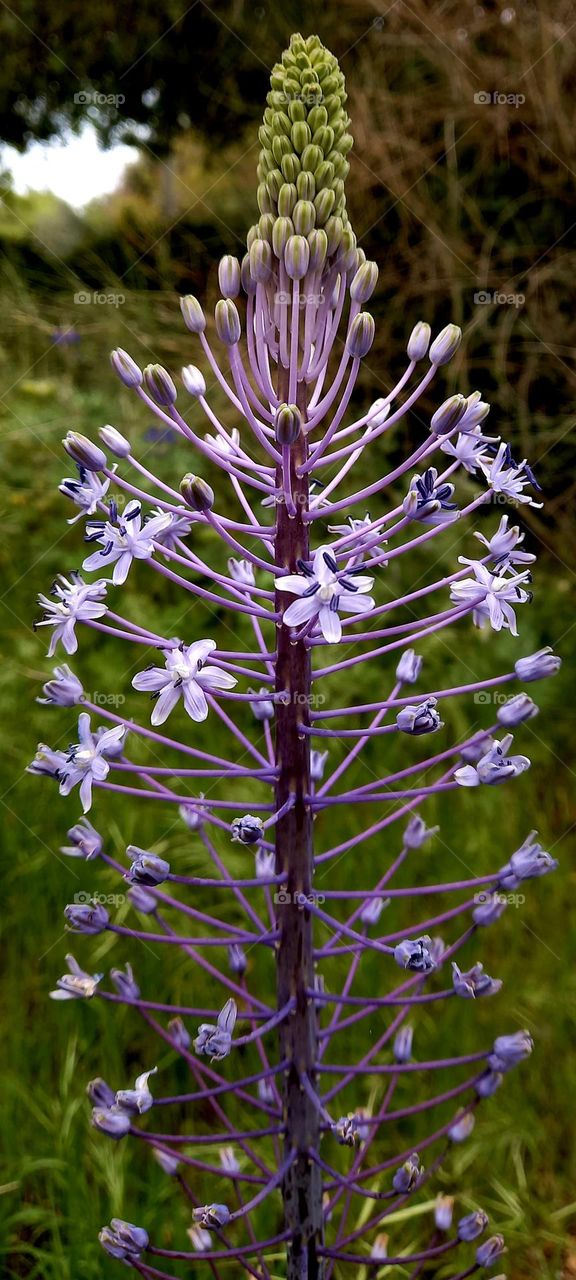 purple flowers