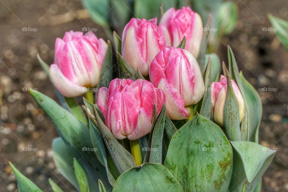 Spring Tulips
