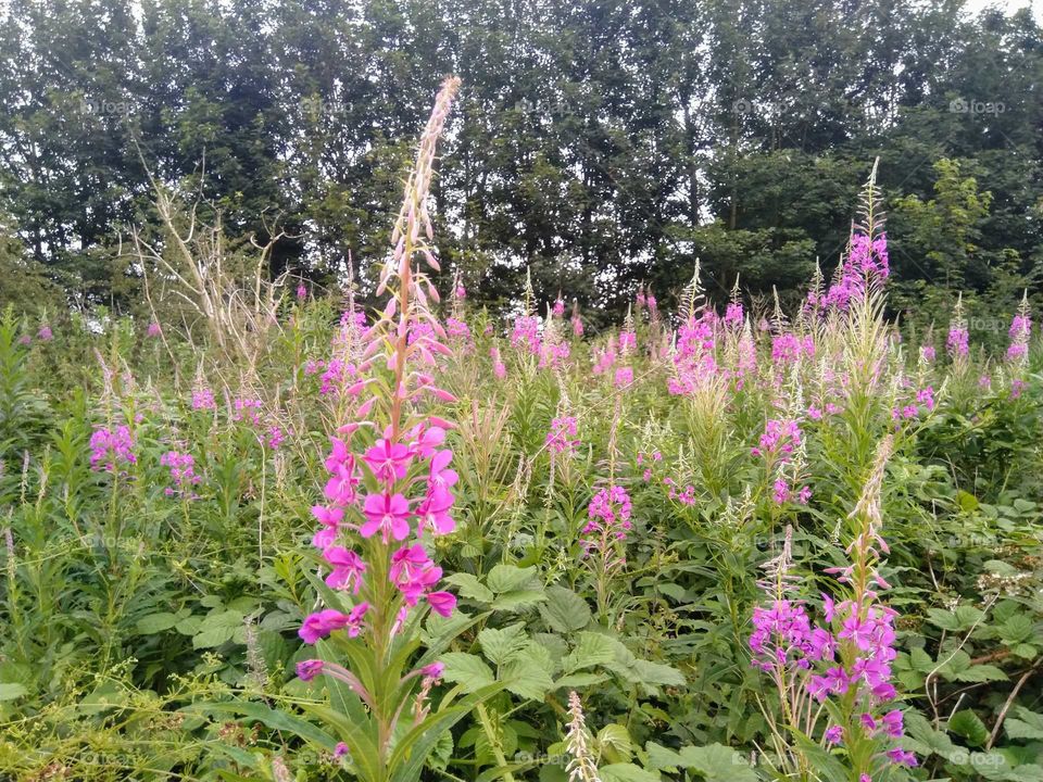 More Willow Herb.