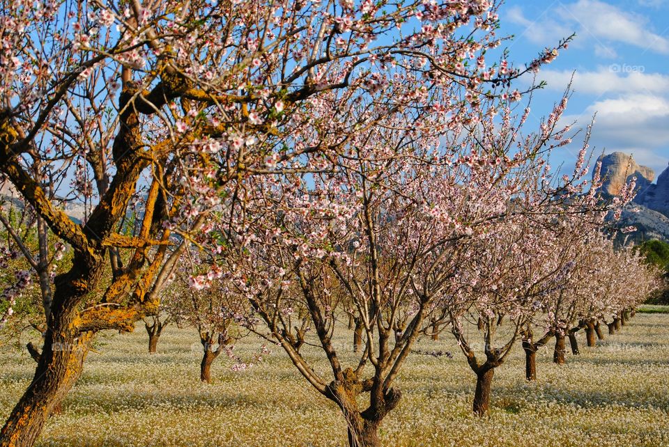 Landscape of almond and cherry blossoms in a natural park in Teruel, Spain
