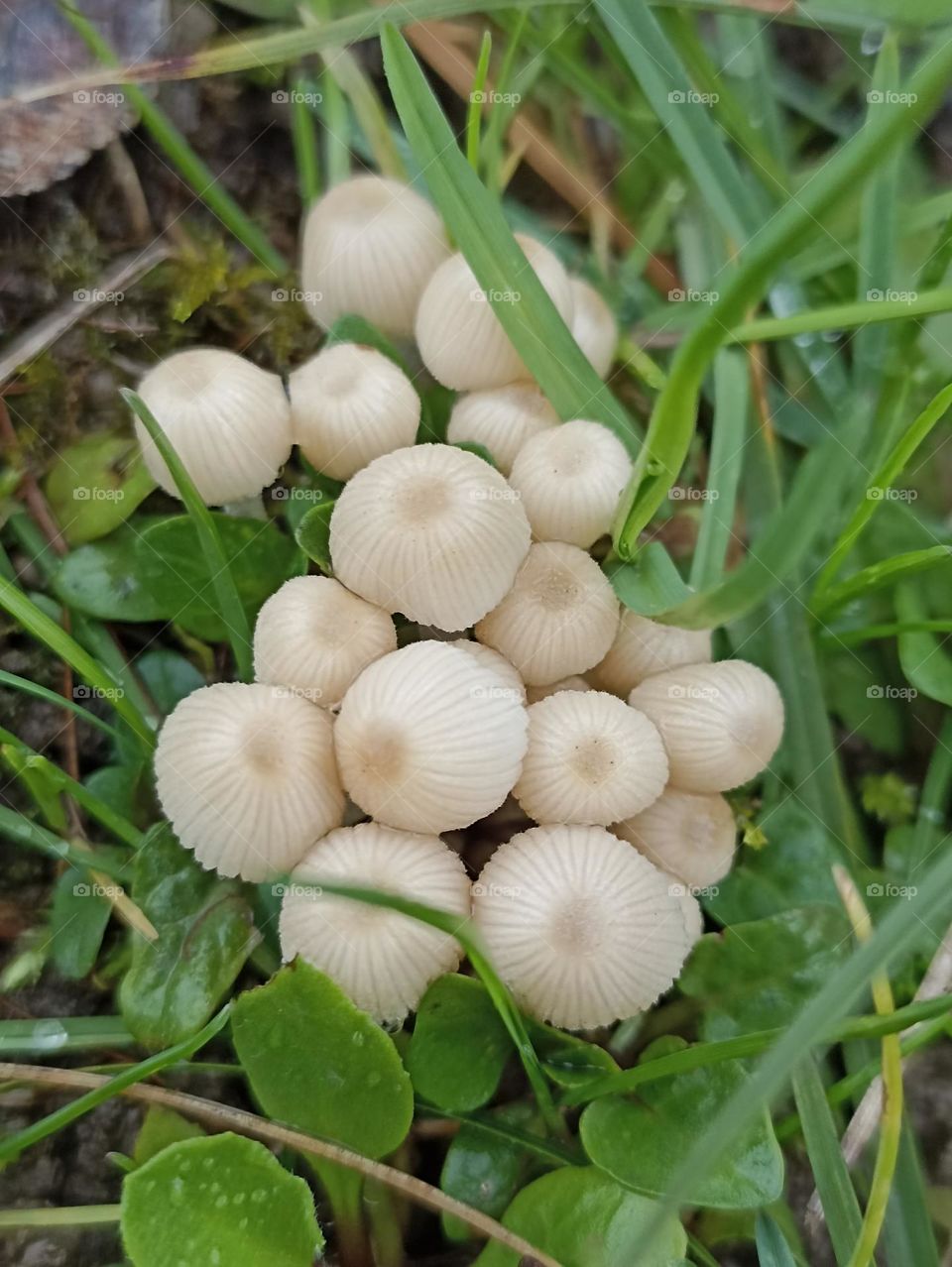 Mushroom