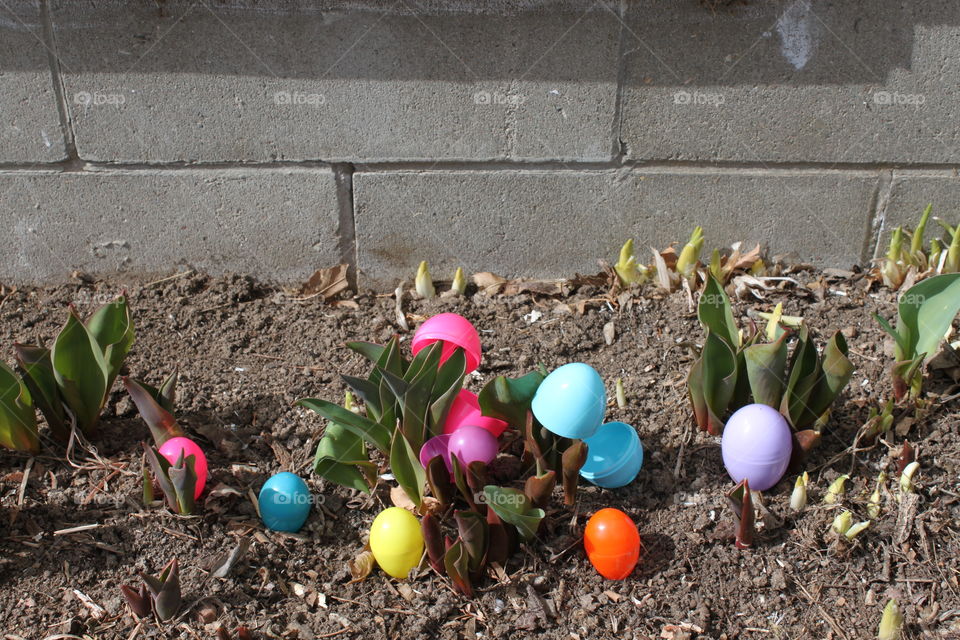 Easter eggs bloom in the spring