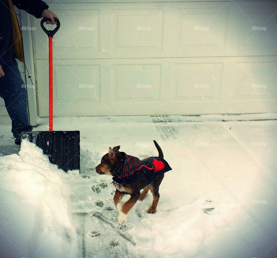Paris when she was a puppy, wearing her coat while daddy shovels the snow. Enjoying the snowy weather but hating the shovel.