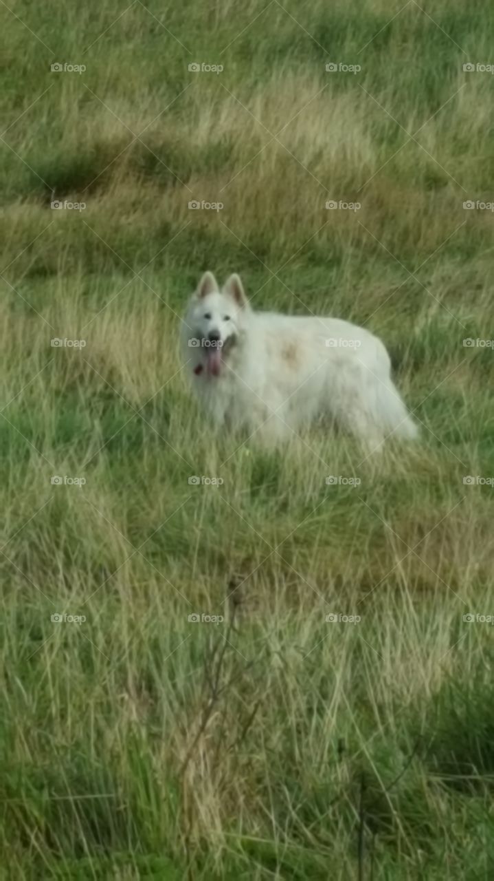 dog in grass