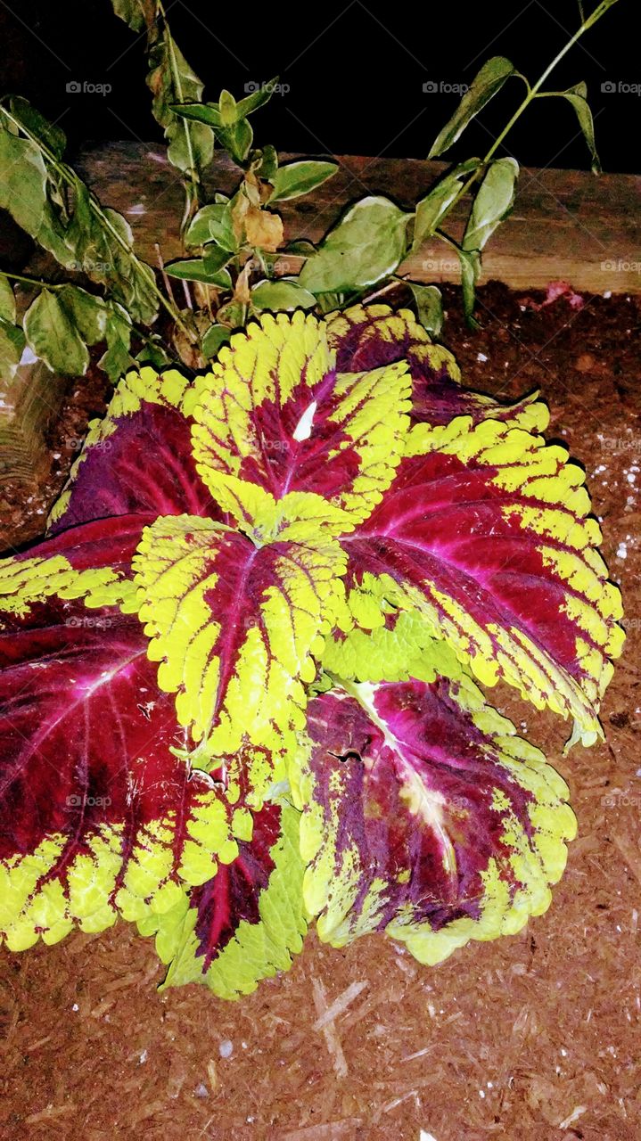 night leaves. bright.