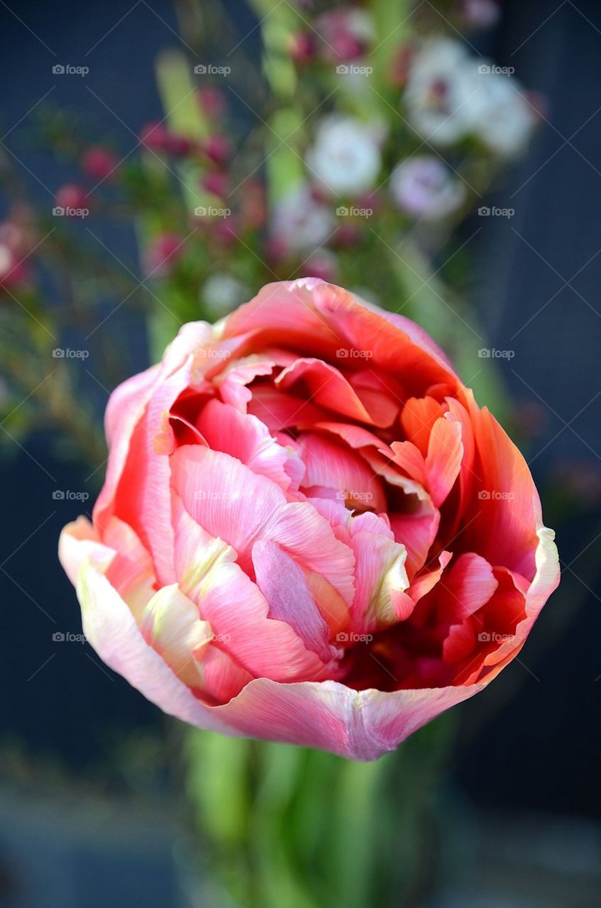 Pink tulip