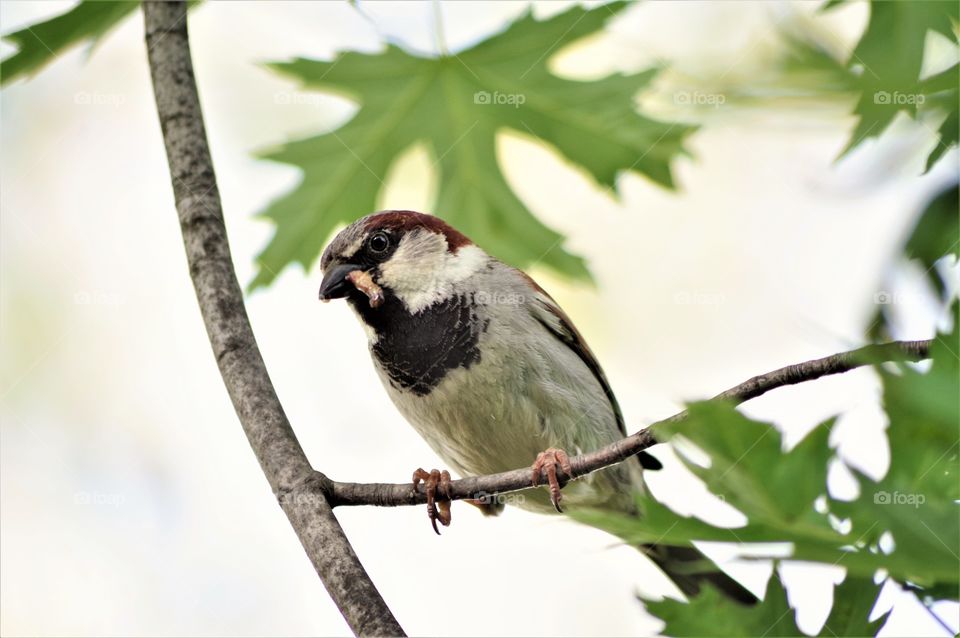 Bird on branch