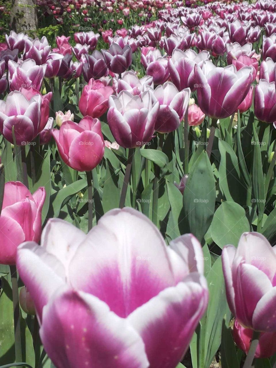 tulips