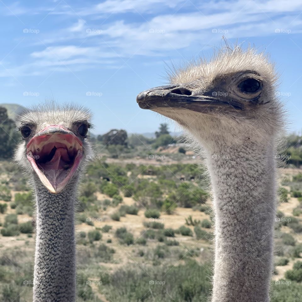 Ostriches posing for the camera 