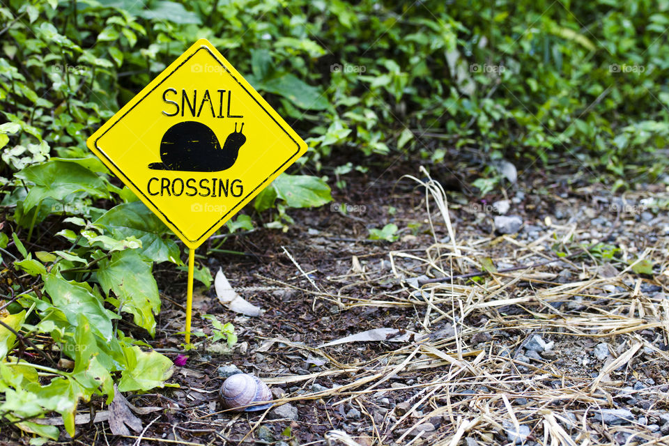 Yellow Snail Crossing 