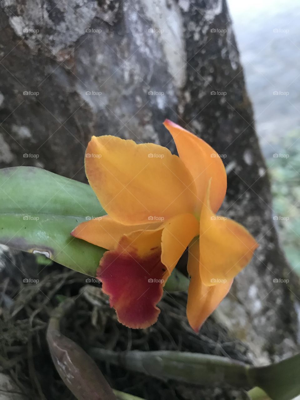 Orange orchid 