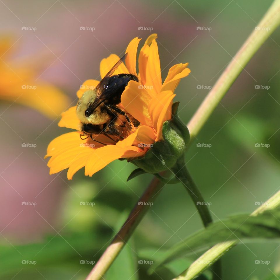 Honeybee collecting pollen from a flower