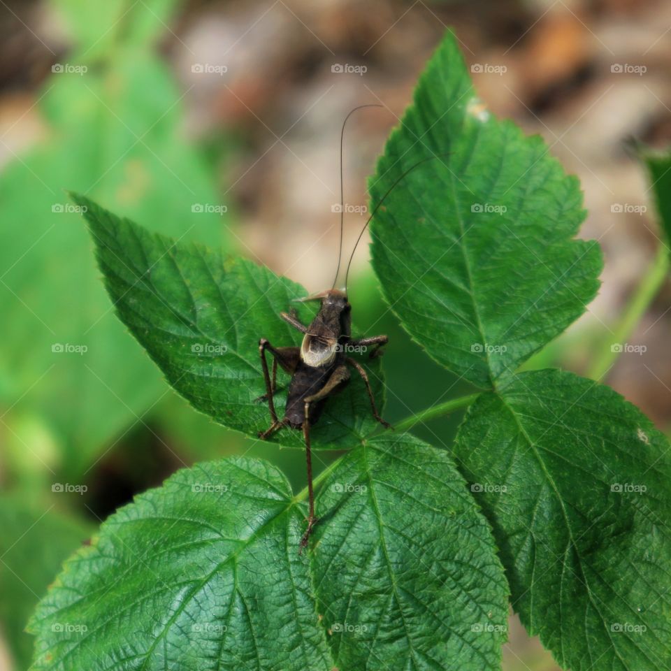 Grasshopper