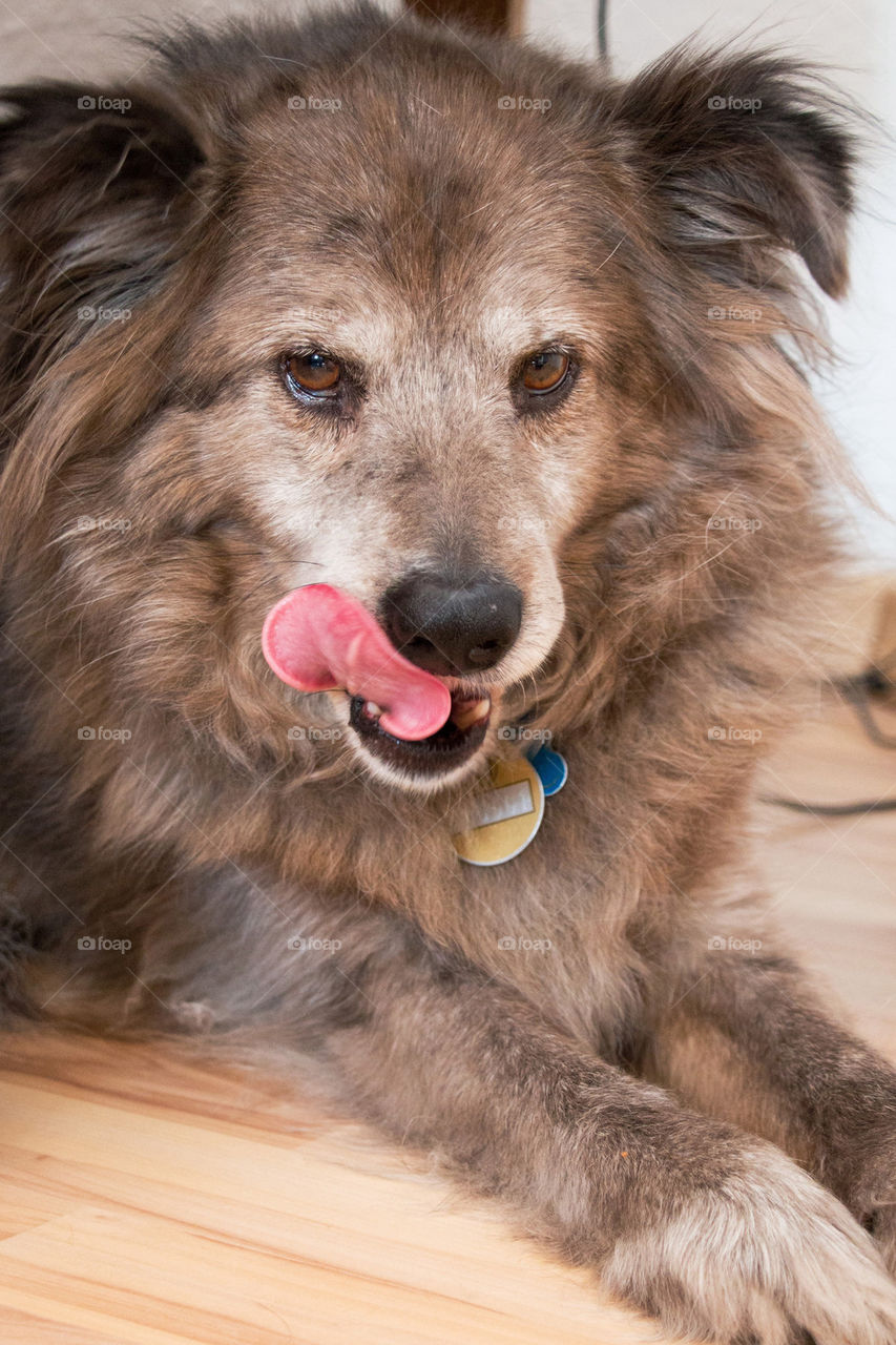 Dog licking her lips