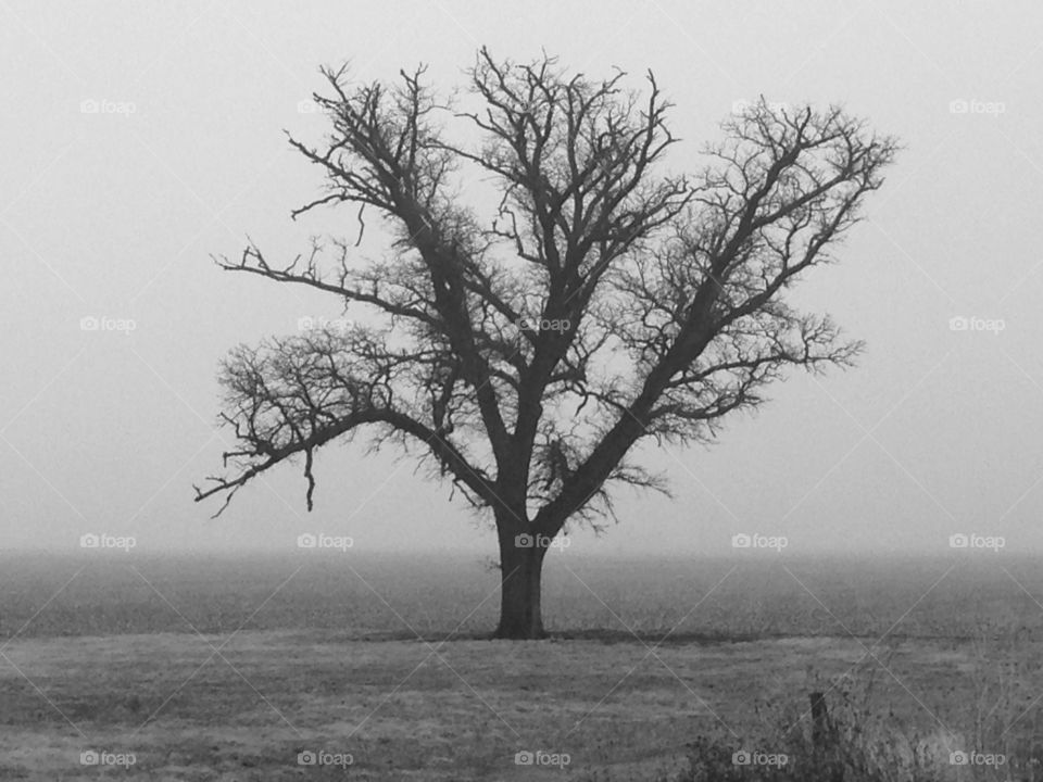 Loan tree in southeastern Nebraska.