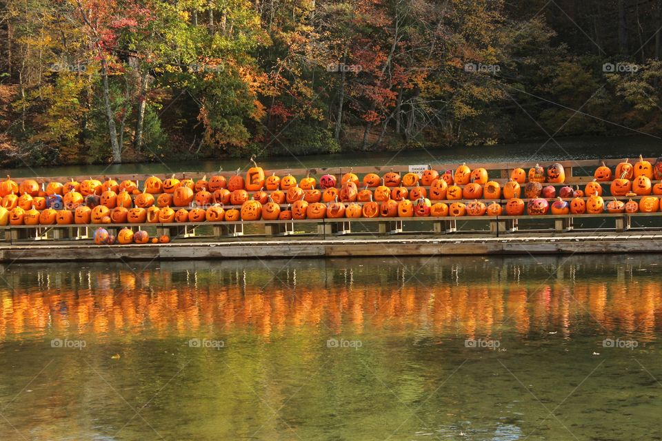 rows of pumpkins