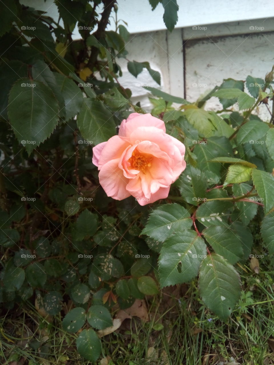 first rose of the season I'm so proud of my flowers they bring such joy to me. soon the blooms will be many.