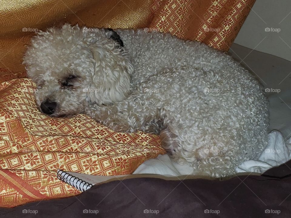 The poodle that adopted us as her companion.