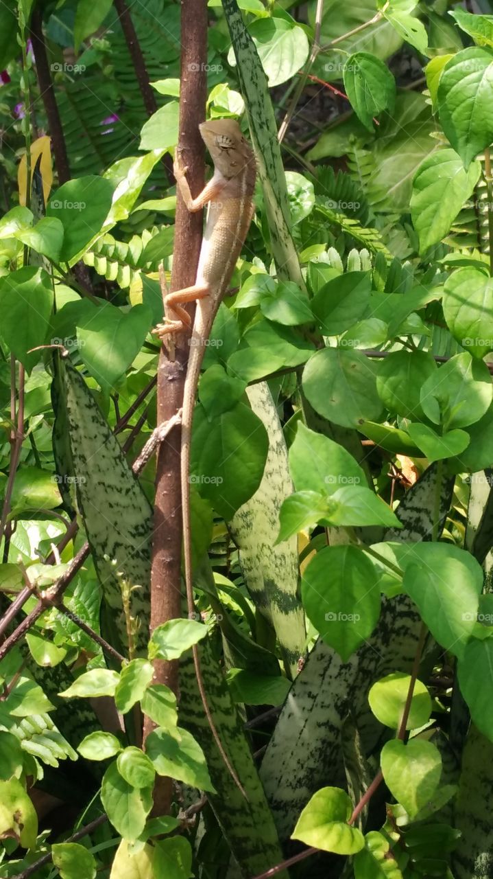 Chameleon hanging on branch
